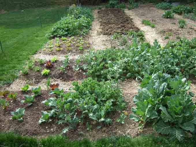A Vegetable Garden