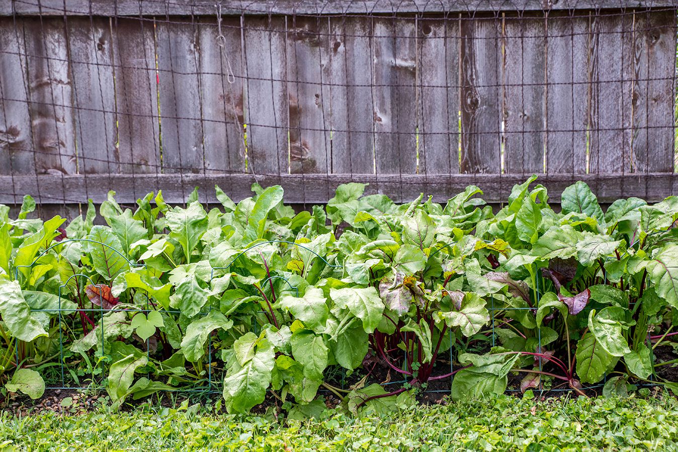 Spring Gardening