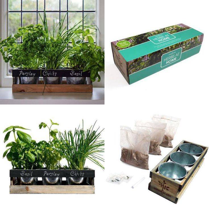 20 Best Indoor Herb Garden Kits Ideas For This Year SharonSable