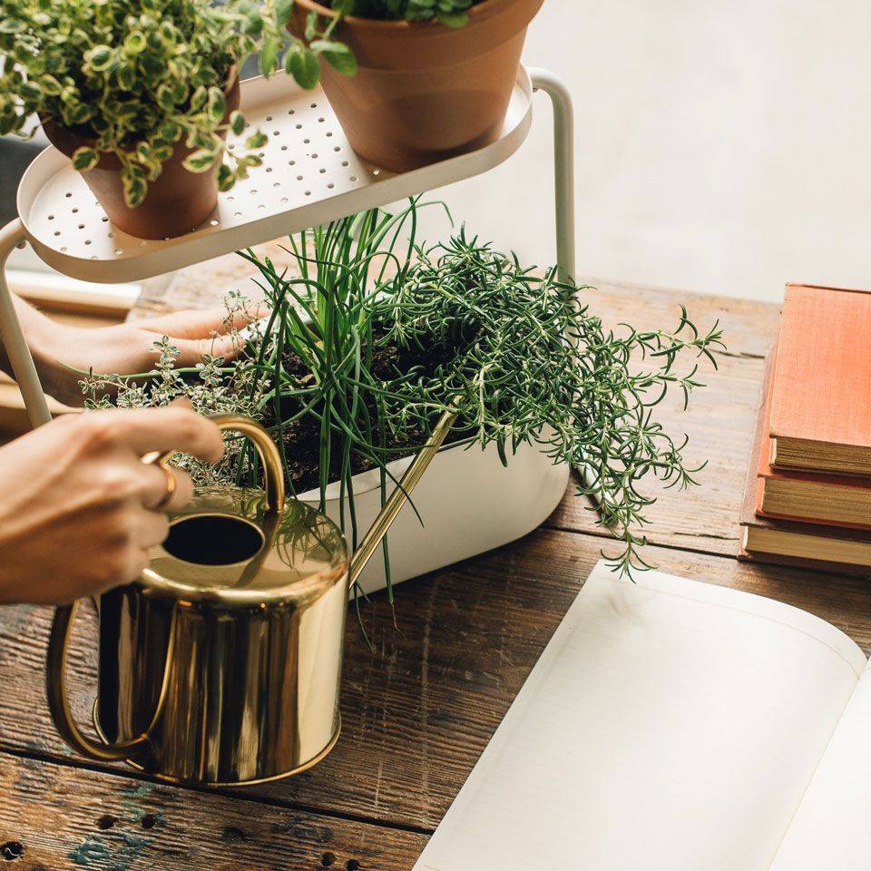 Future Harvest Development Sun Blaster Grow Light Garden