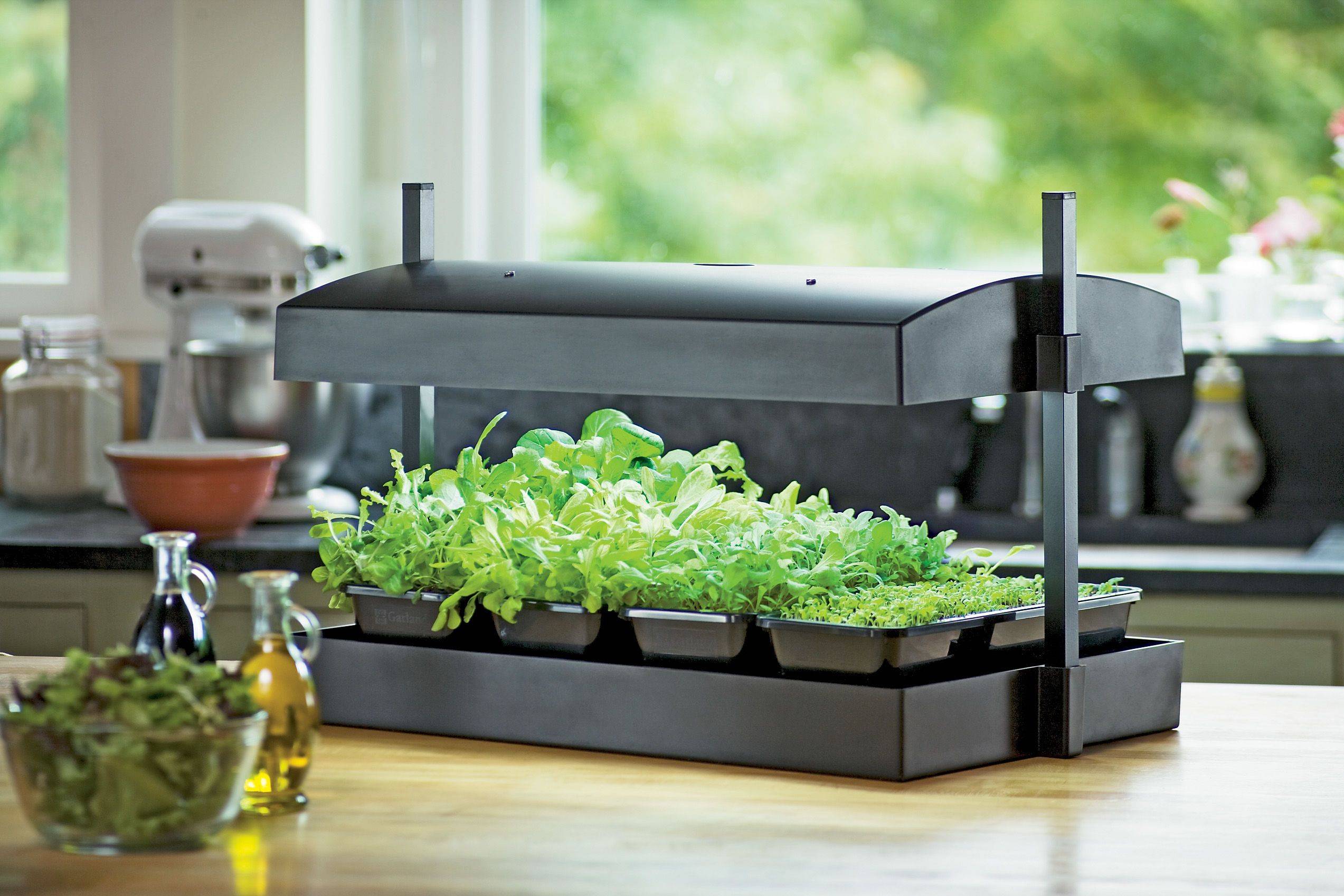 The Best Grow Lights Of Growing Vegetables Indoors Growing