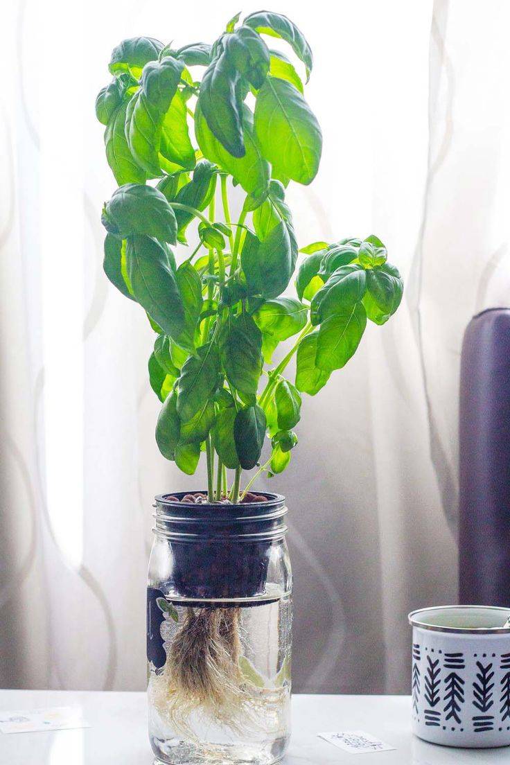 Your Own Hydroponics Herb Garden