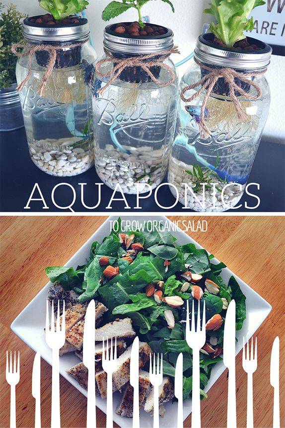 Diy Hydroponic Mason Jar Planters