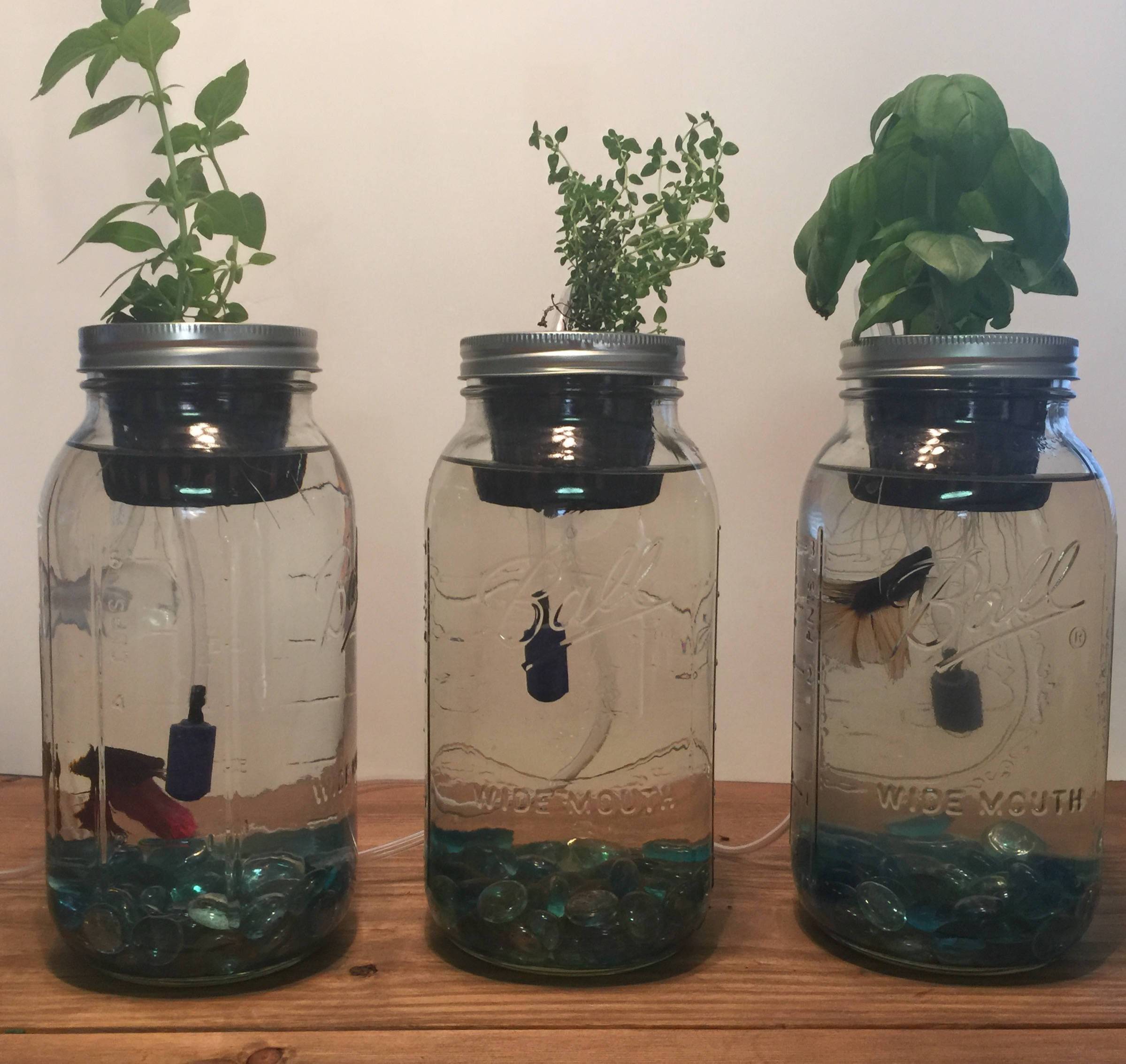 Indoor Mason Jar Herb Garden Mason Jar Herb Garden