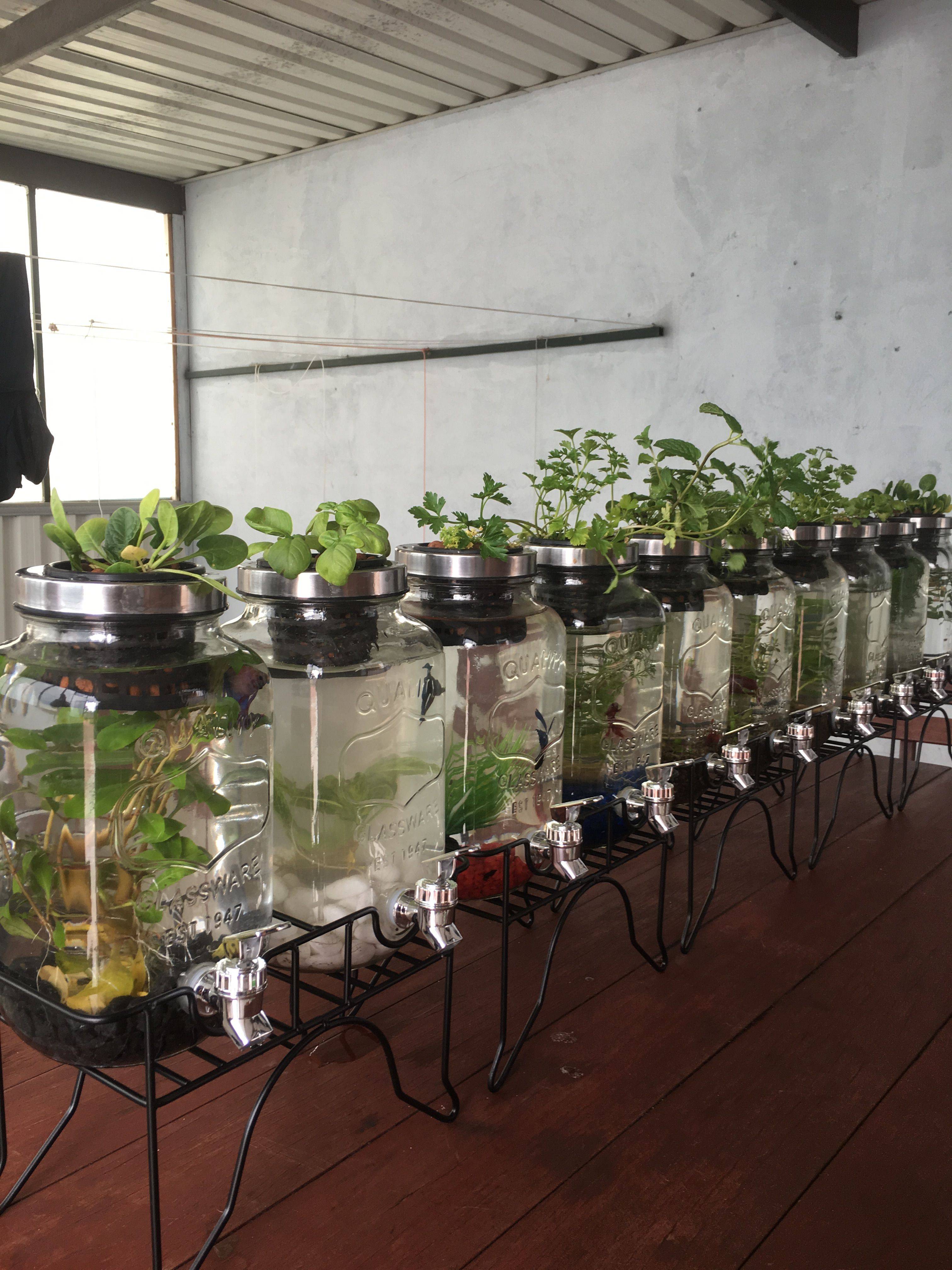 Mason Jar Herb Garden Cool Diy Indoor Herb Garden Ideas This