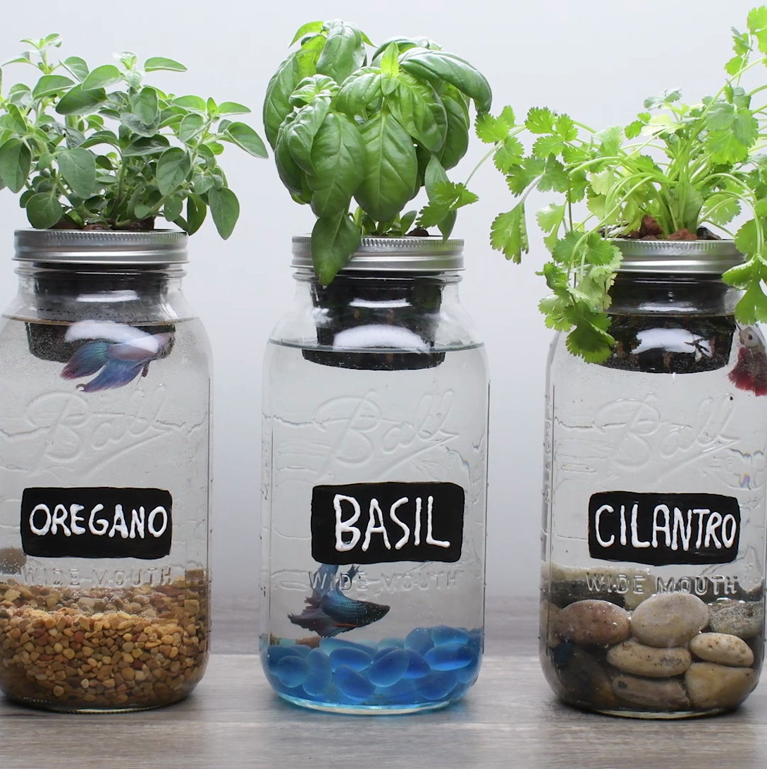 Mason Jar Indoor Herb Garden