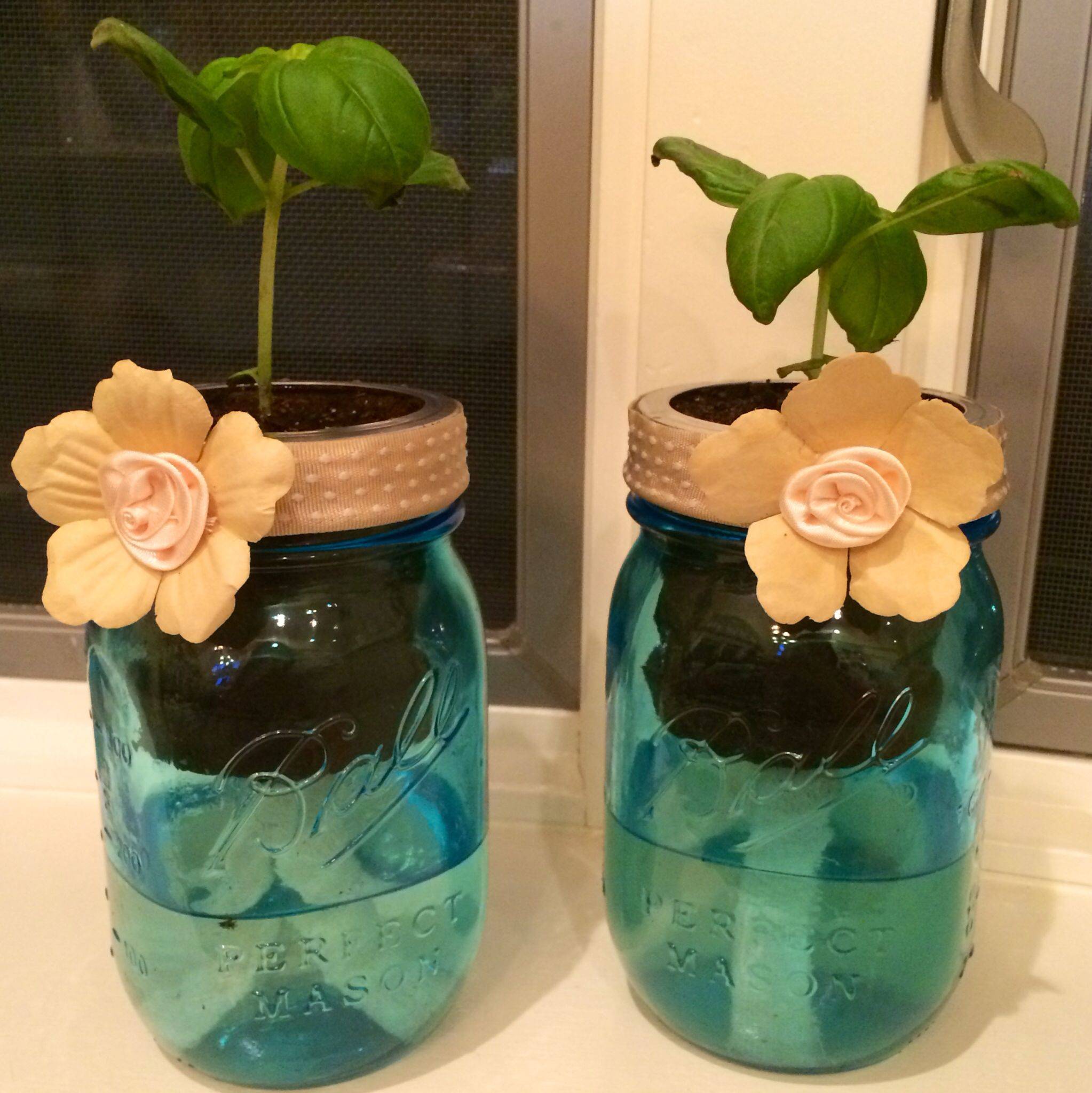 Hydroponic Grow Kit Uncommon Goods