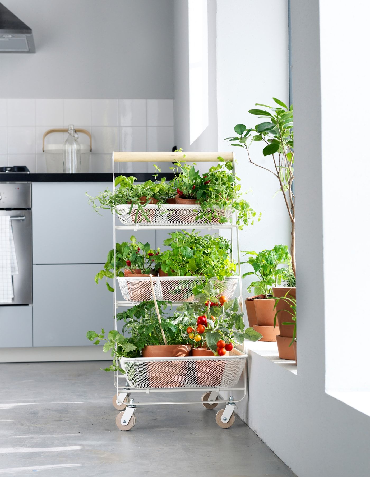 A Hydroponic Indoor Gardening Kit