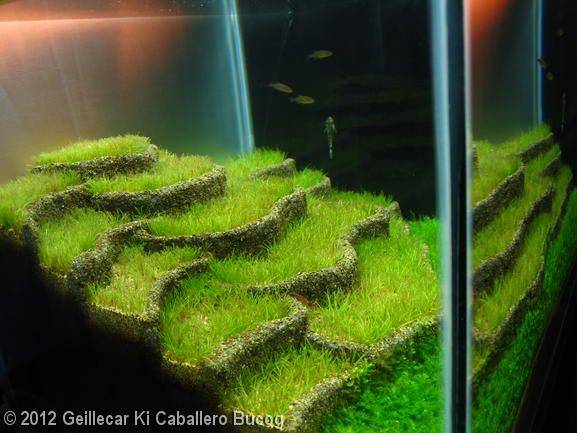 Best Aquascaping Design Ideas