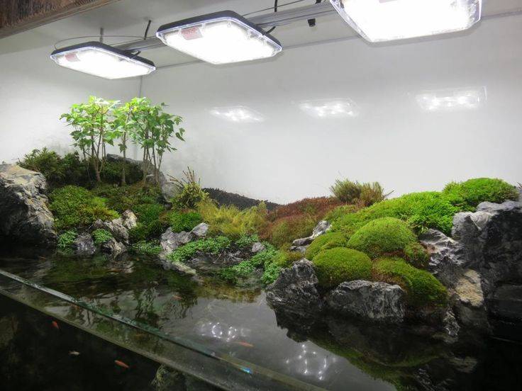 Nano Paludarium Aquariums