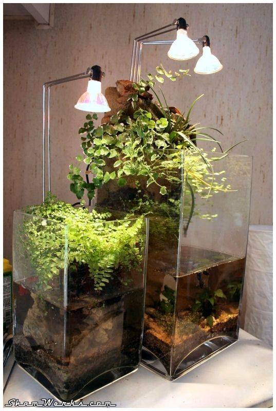 Pin On Aquarium
