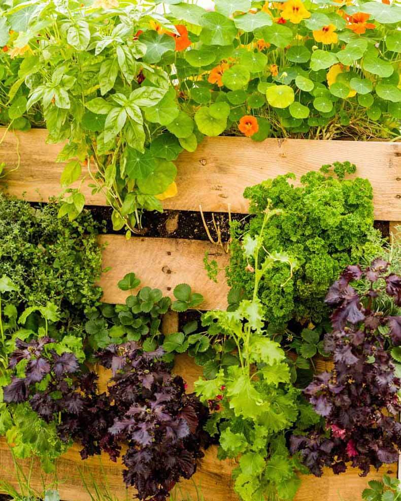 Space Saving Vegetable Garden Ideas Magzhouse