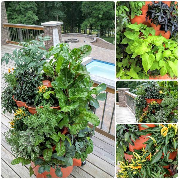Perfect Container Gardening Ideas