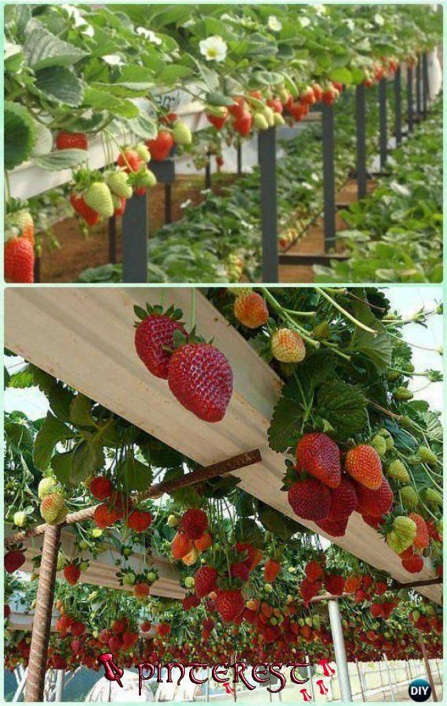 Space Saving Garden