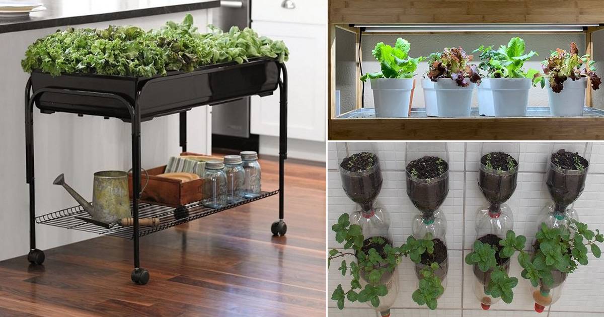 Indoor Food Garden Ideas