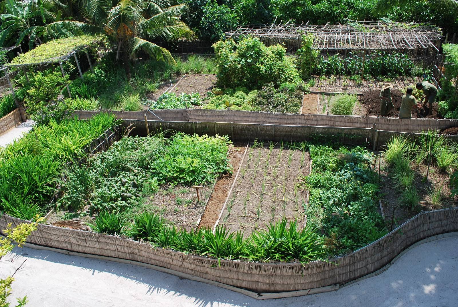 Backyard Design