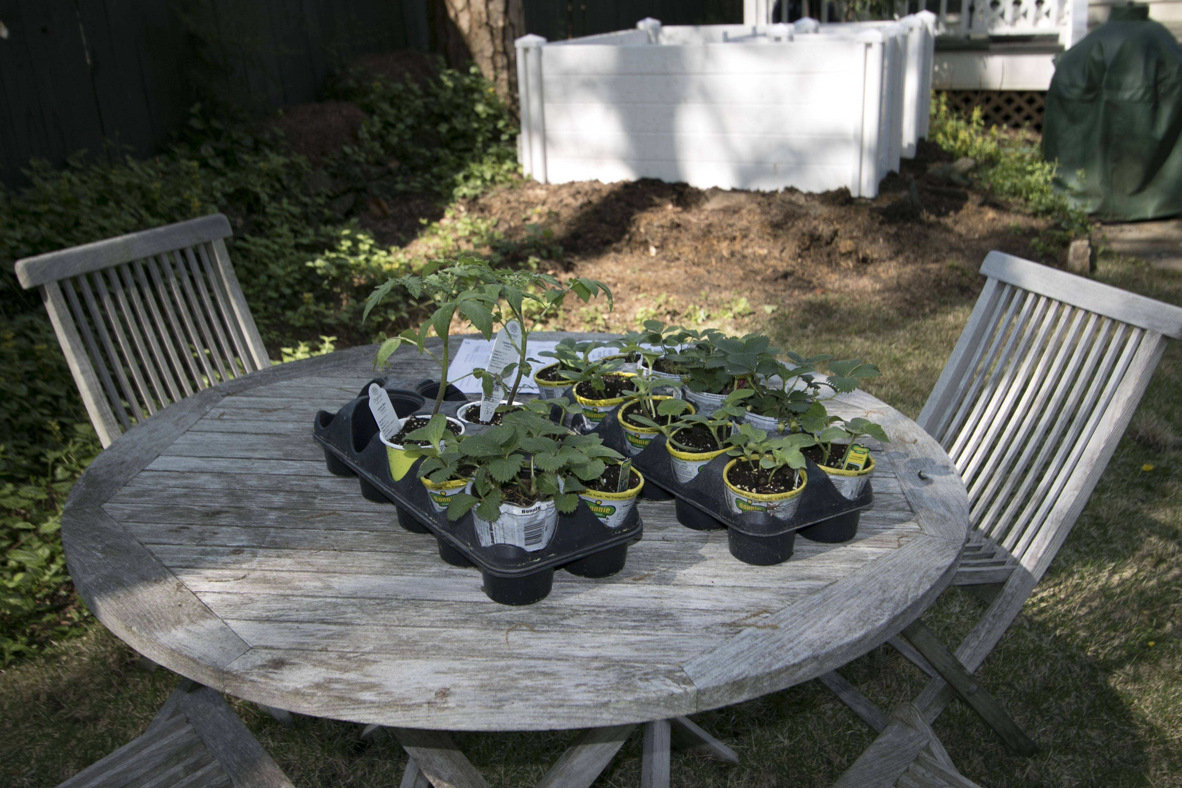 Our New Keyhole Garden Keyhole Garden