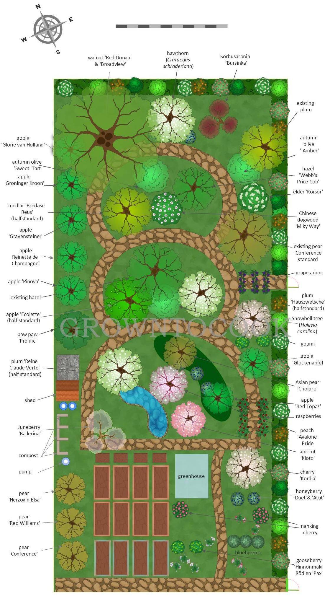 Companion Garden Layout Potager Layout Drawing Web Thyme Flower
