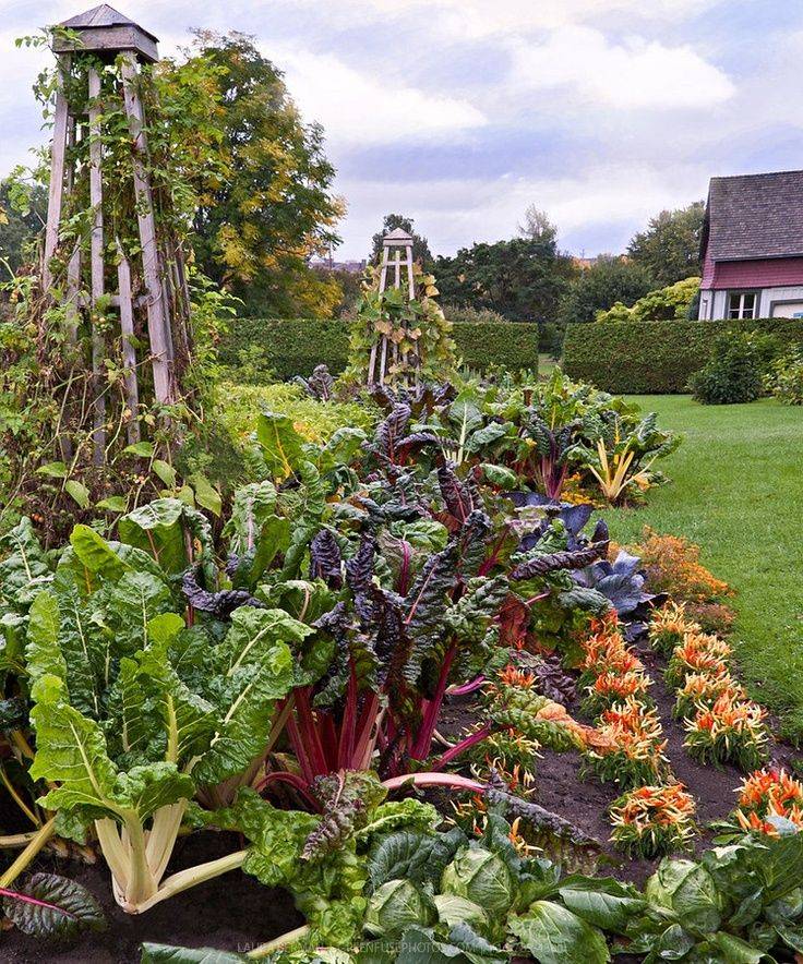 Edible Landscape Ideas