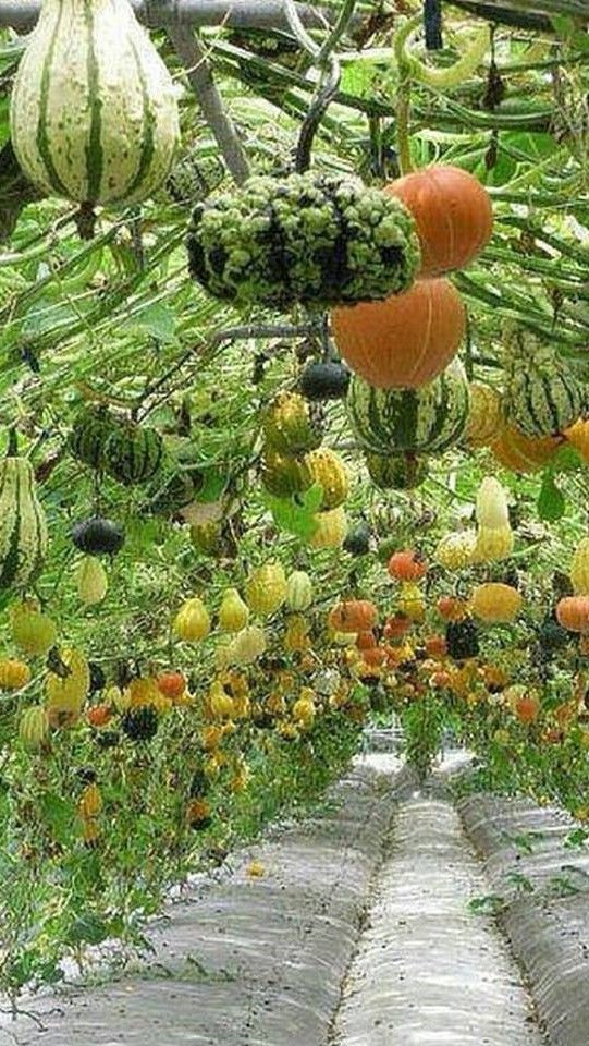 Most Beautiful Permaculture Gardens Garden Ftempo