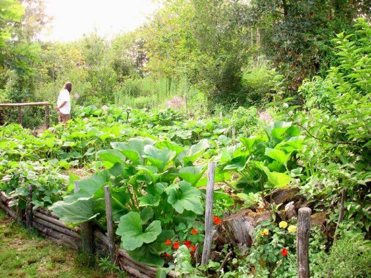 Permaculture Vegetable Garden