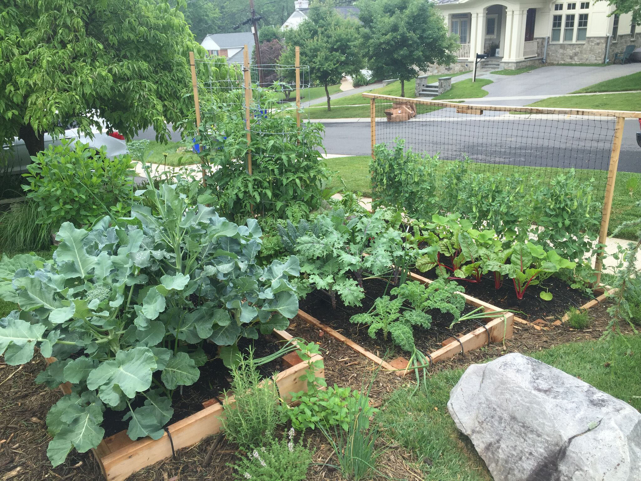 A Front Yard Veggie Garden