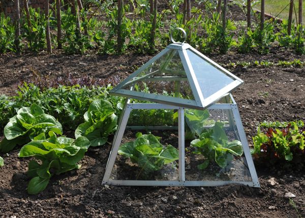 Spring Kitchen Decor Growing Plants