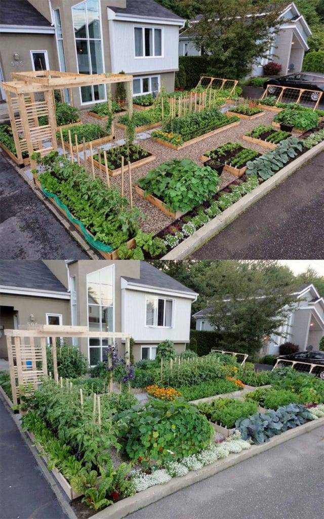 Beautiful Front Yard Vegetable Garden