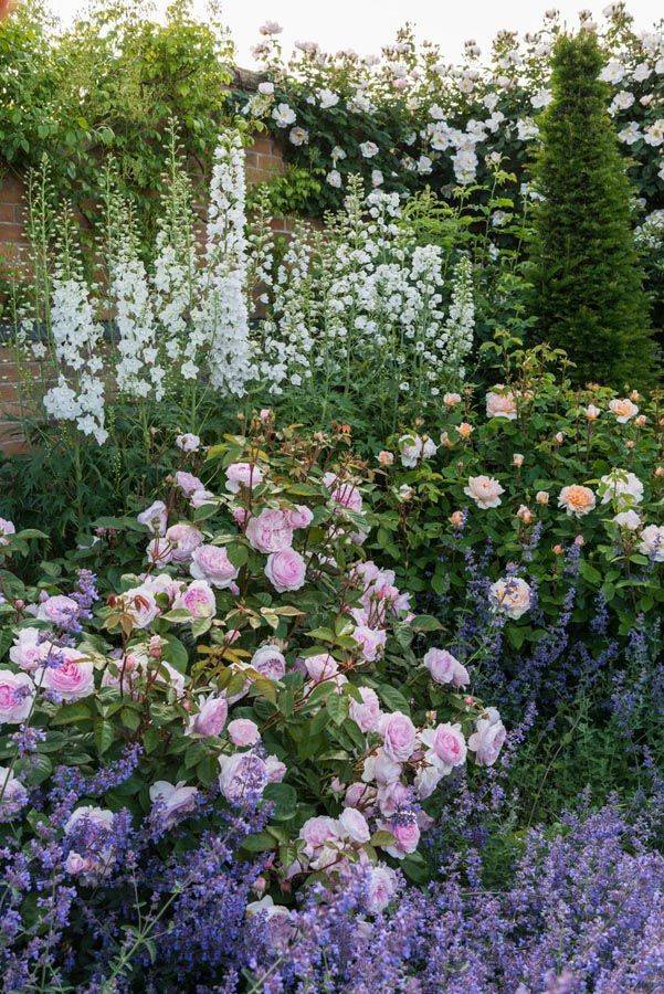 Hostas Fence Border