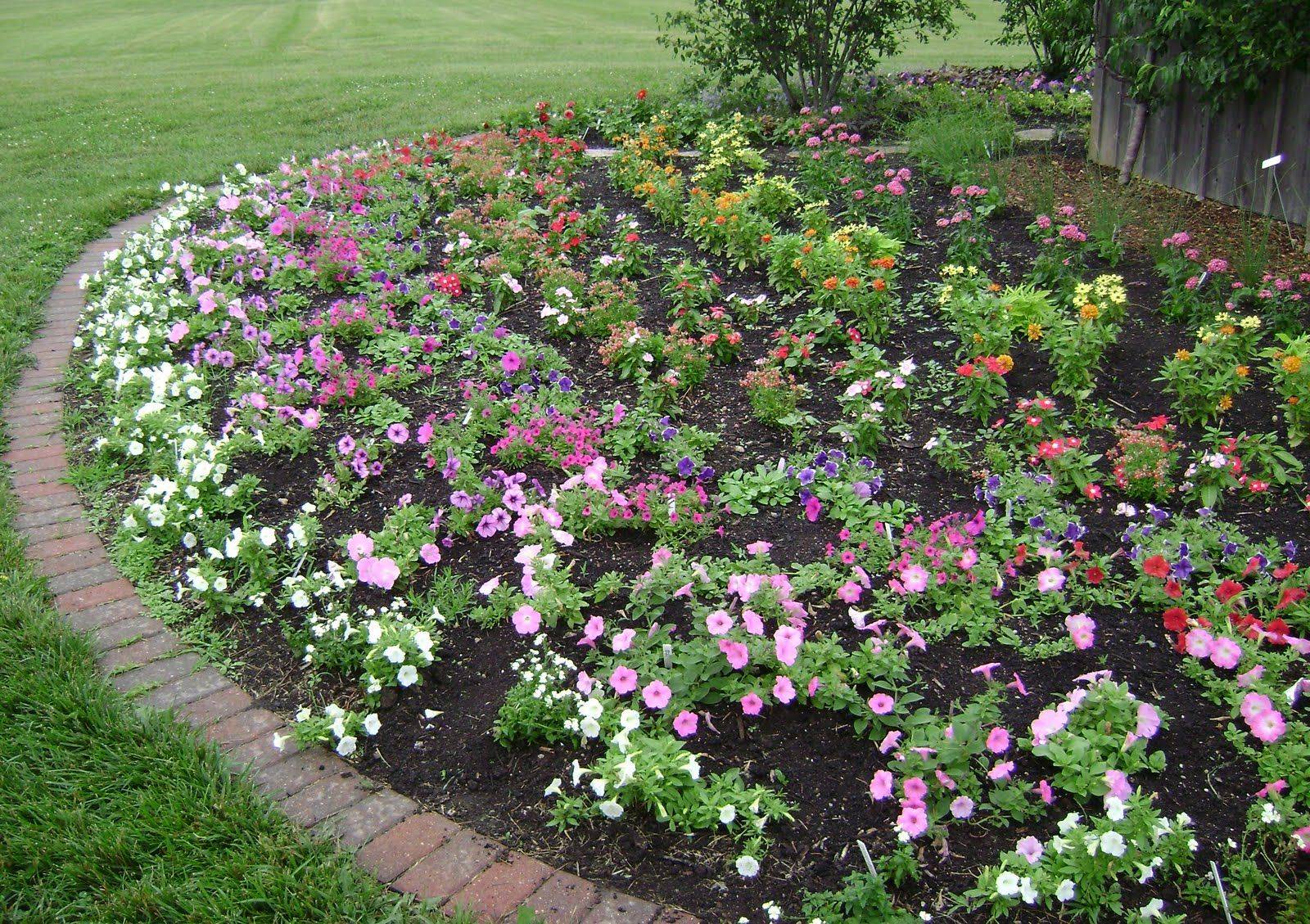 Mixed Borders Rosa Olivia Rose Austin