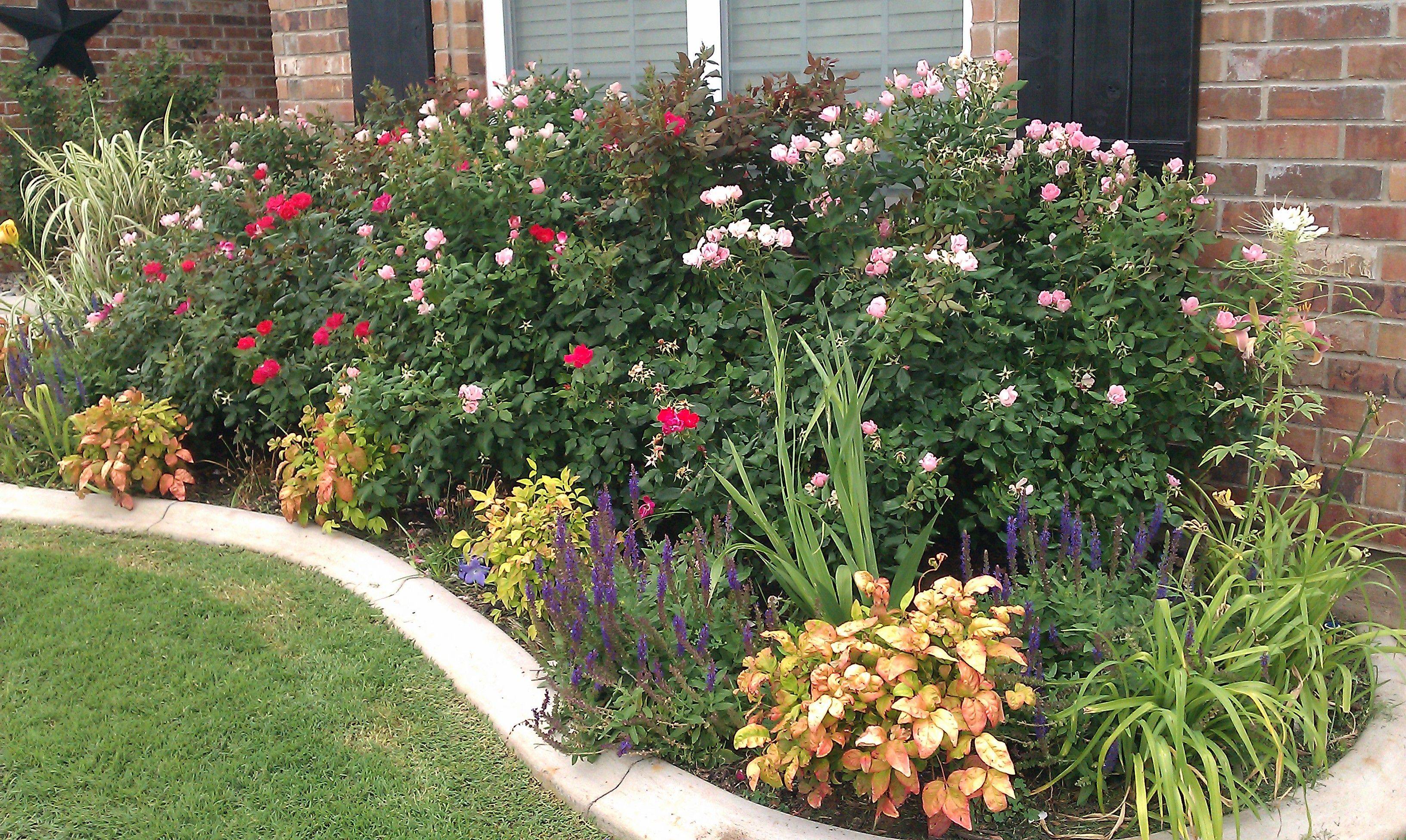 Mixed Cascade Lobelia Garden Border Rose Garden Design