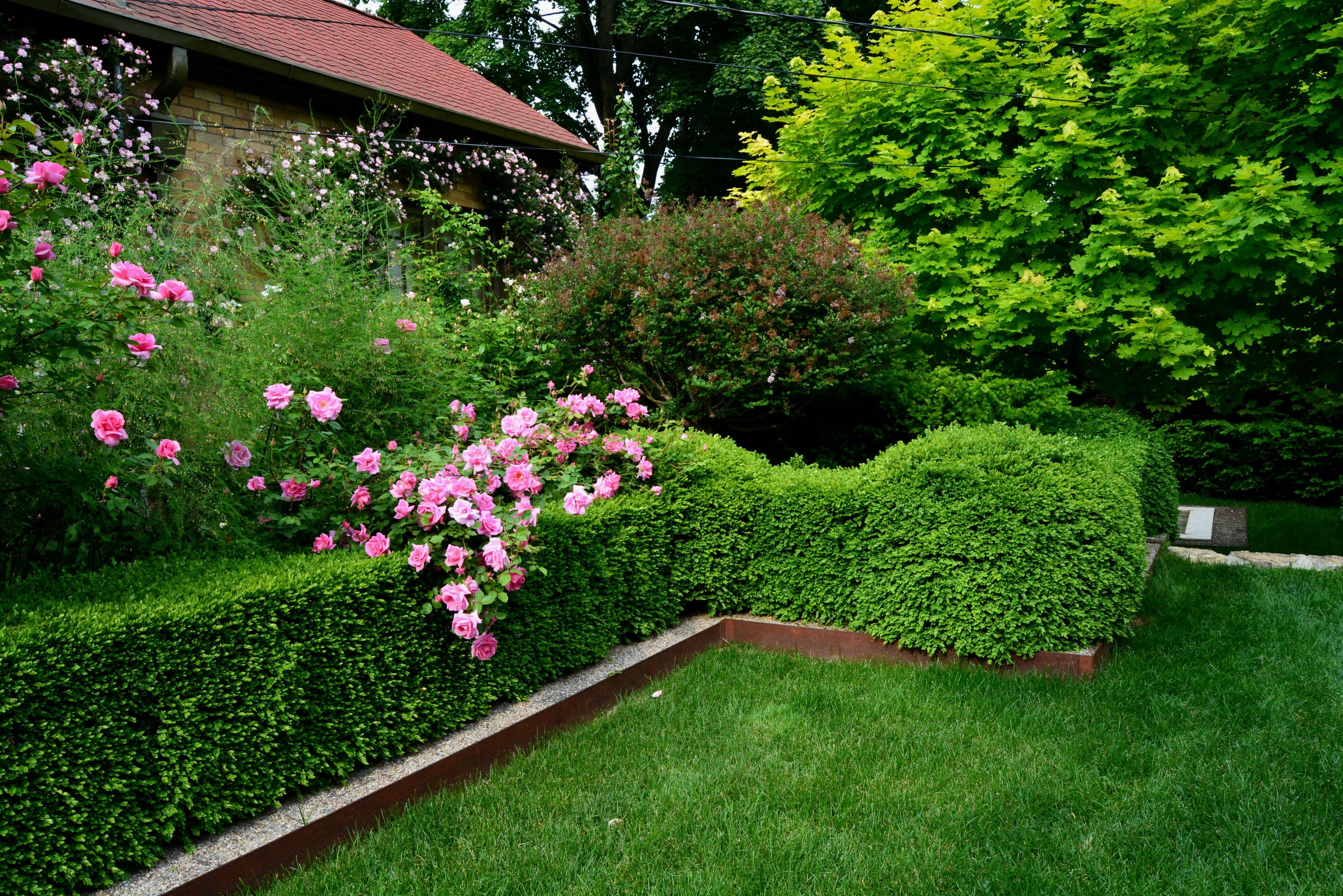 Our Top Pink Flowers