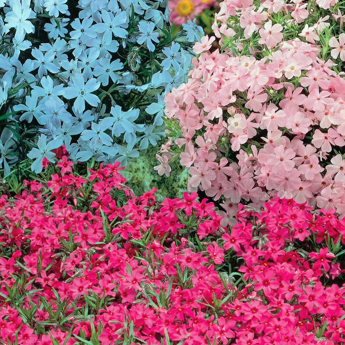 Amazing And Beautiful Emerald Blue Creeping Phlox Ideas