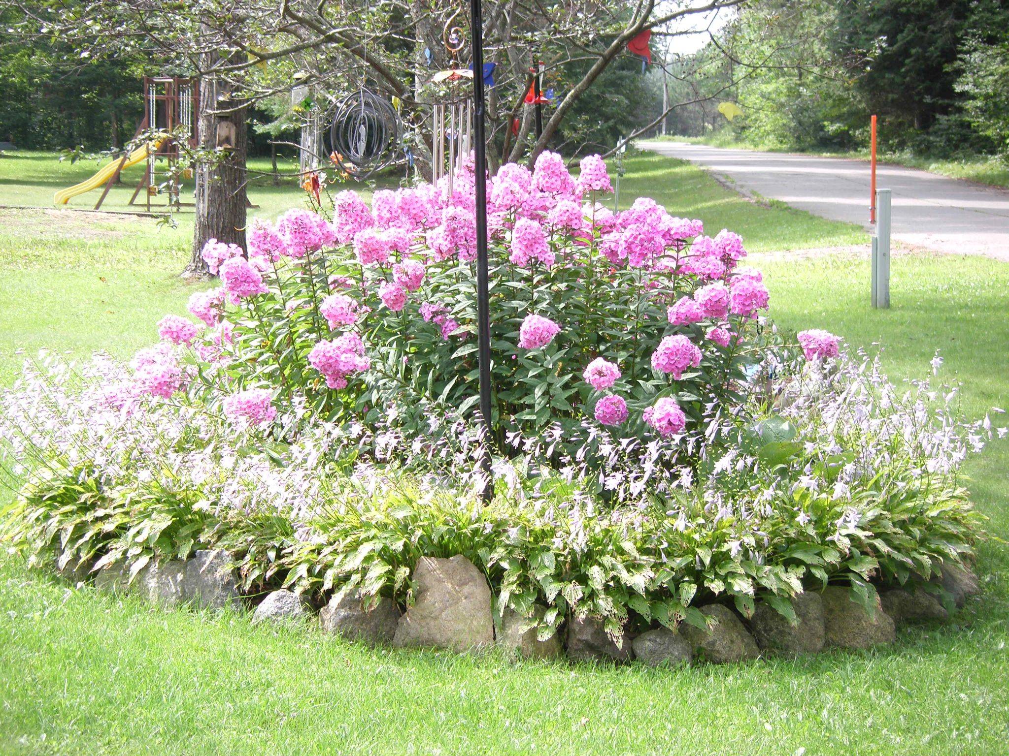 Autumn Phlox Landscaping With Rocks Plants Perennial Plants