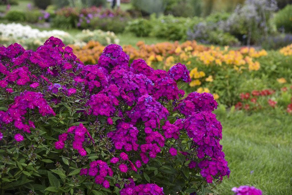 Best Front Yard Landscaping Ideas