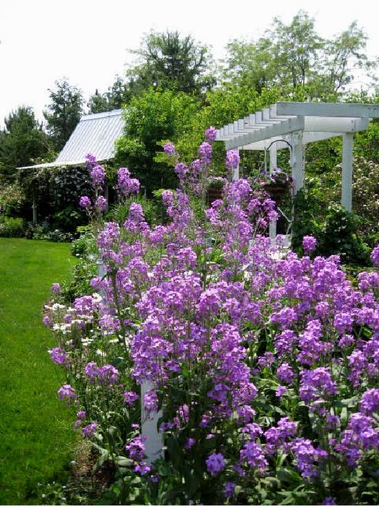 Garden Phlox Botanical Name