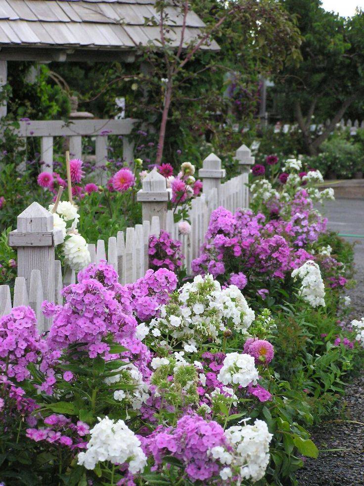 Small Backyard