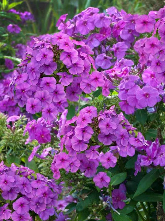 Easy Best Landscape Ideas