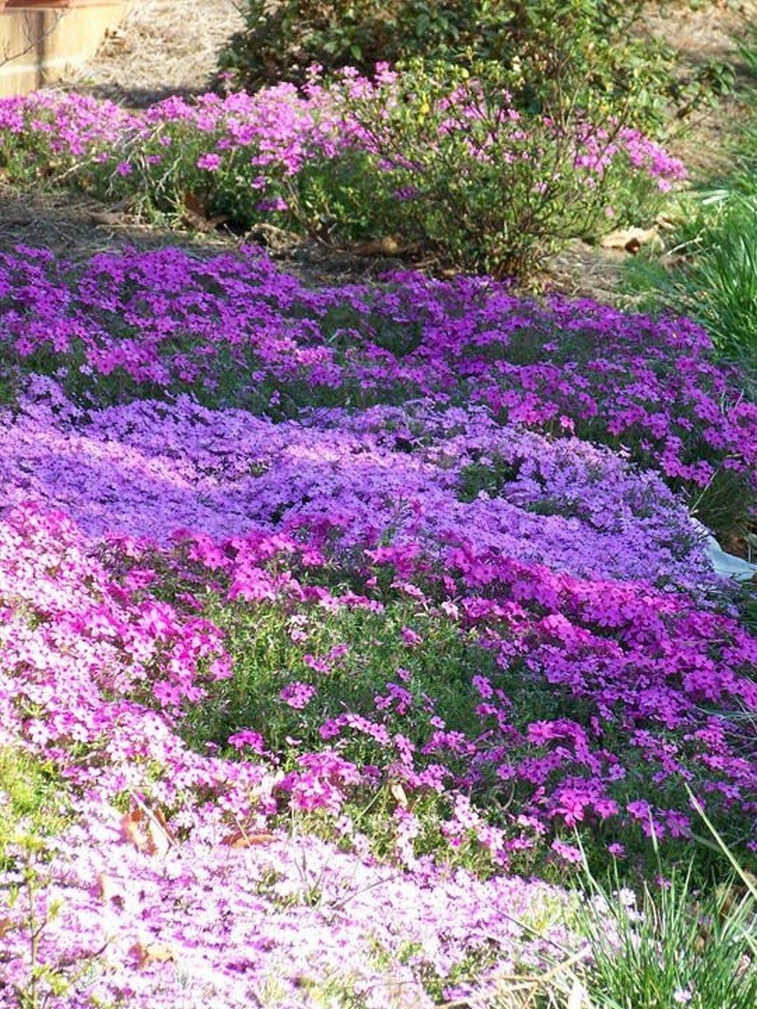Bloom Stock Image Image