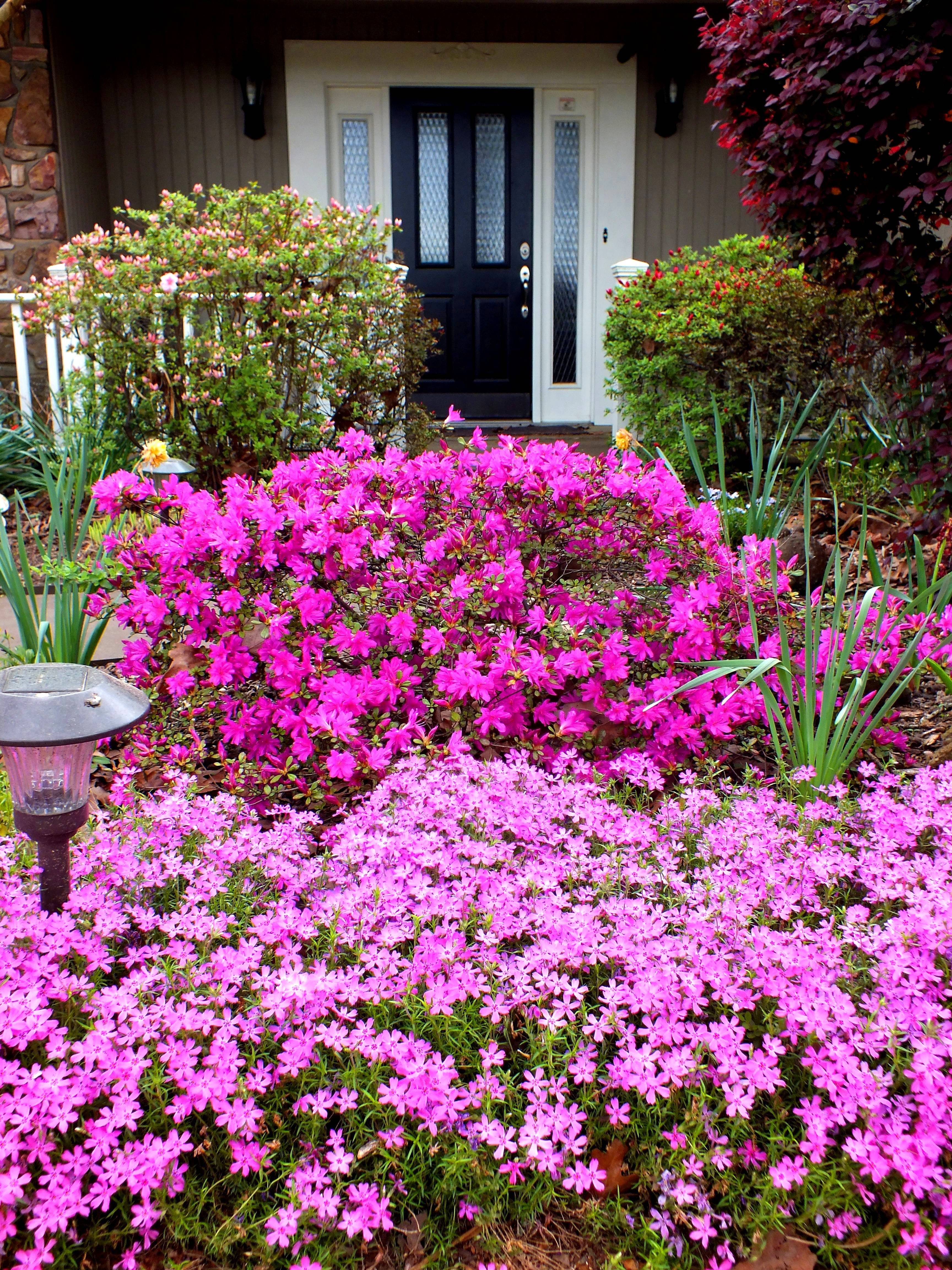 Other Perennials Easy Perennials