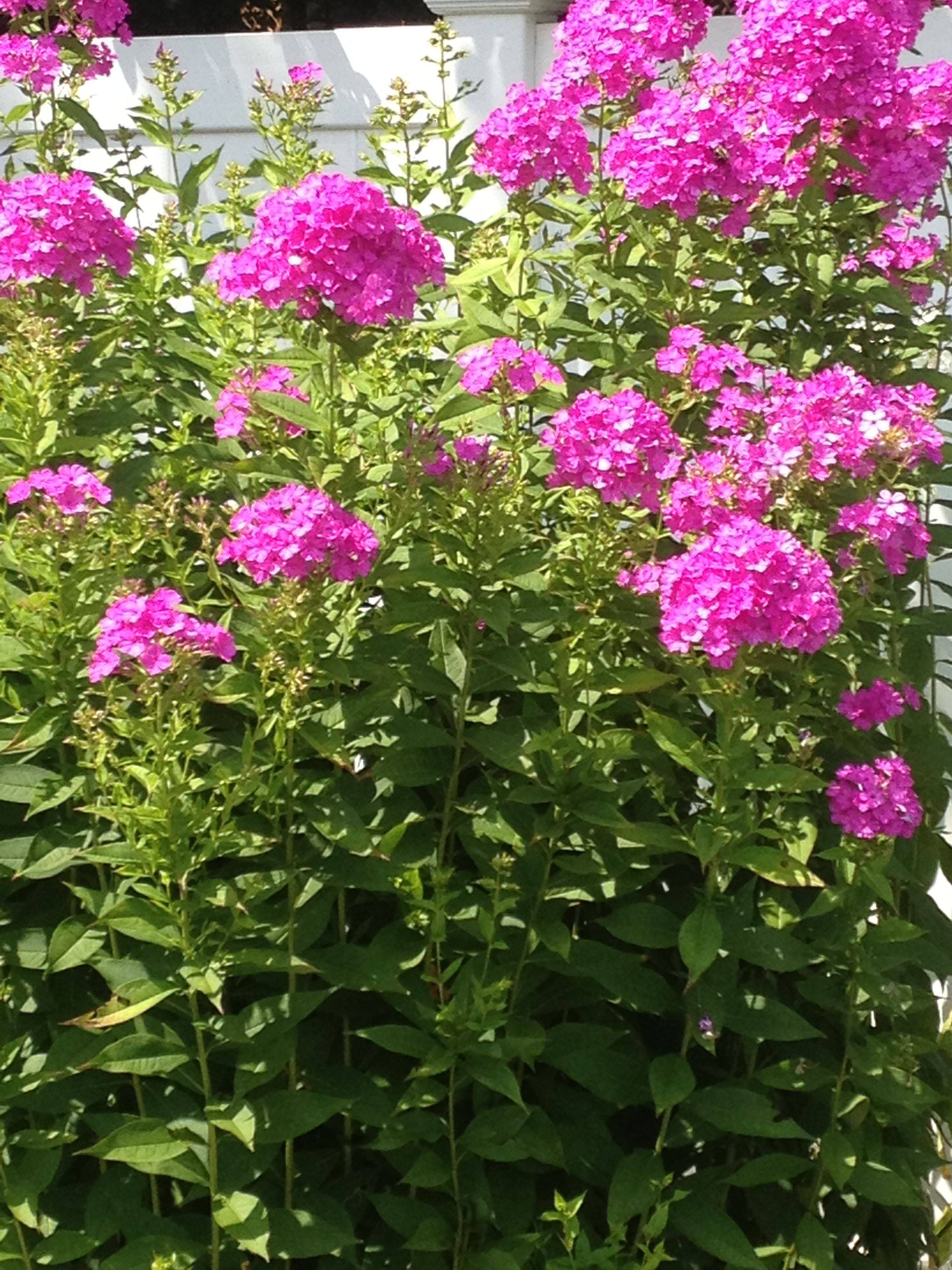 Luminary Opalescence Tall Garden Phlox Phlox Paniculata