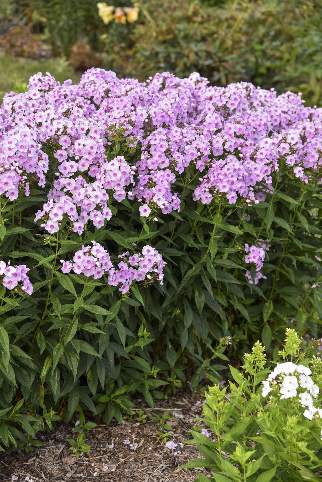 Luminary Ultraviolet Tall Garden Phlox Phlox Paniculata