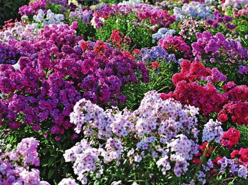 Great Gardens