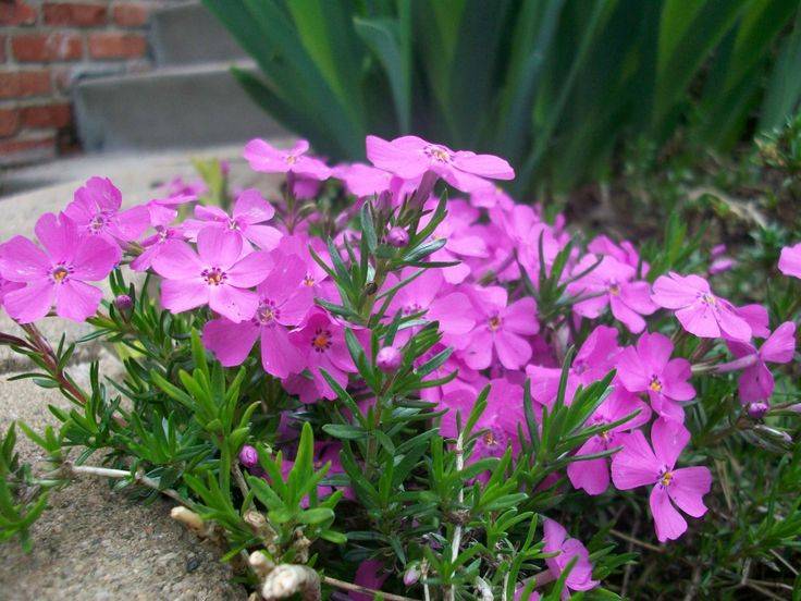 My Creeping Phlox Planting Flowers