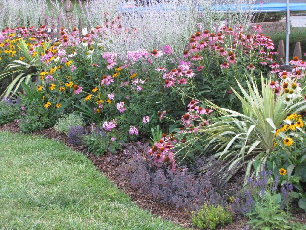 Collection Phlox Subulata