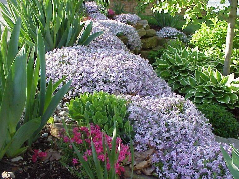 Rock Garden Phlox