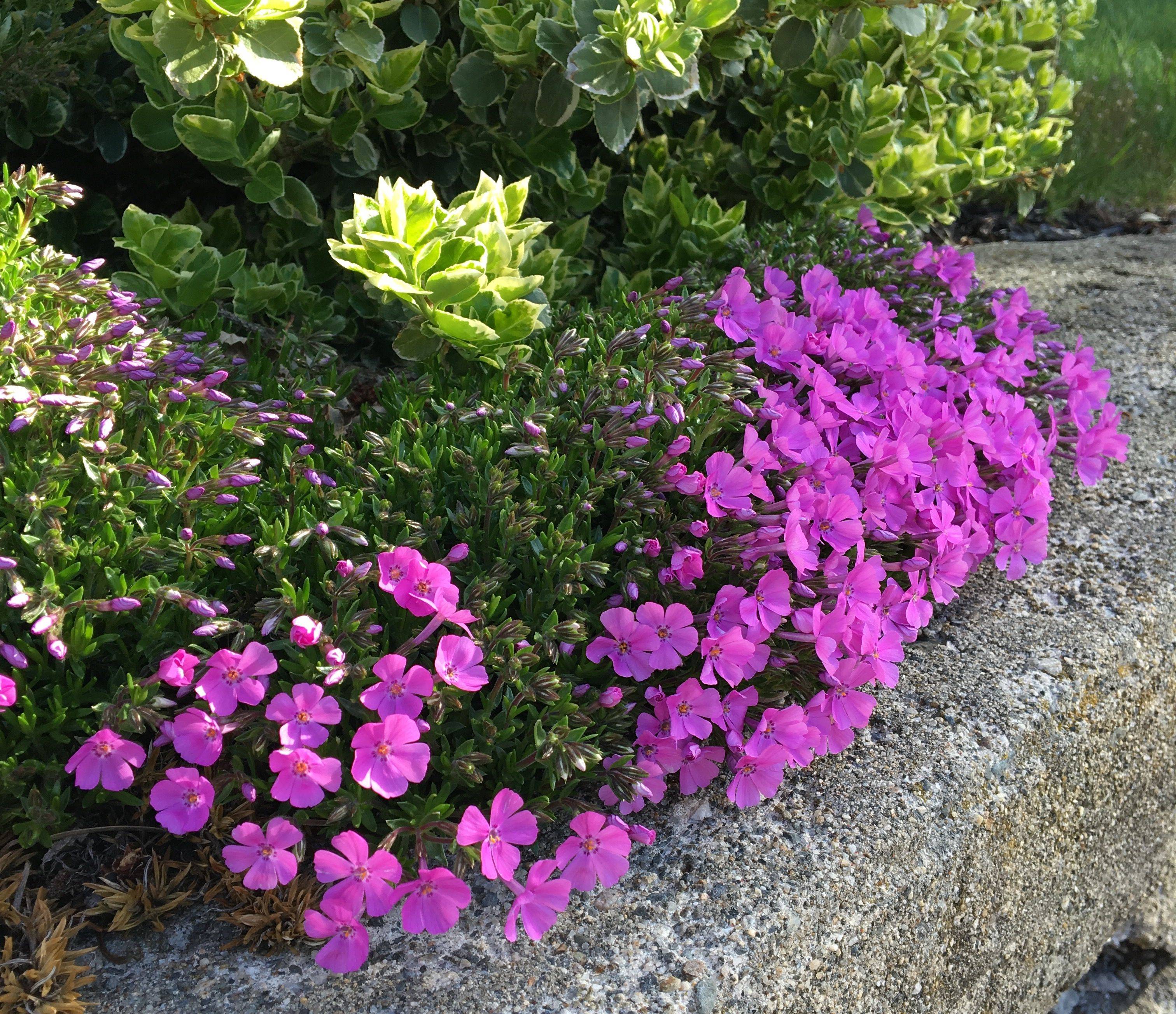 Tall Phlox
