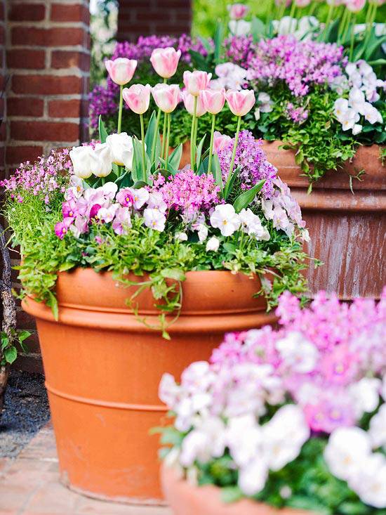 Beautiful Pink Geraniums Geraniums