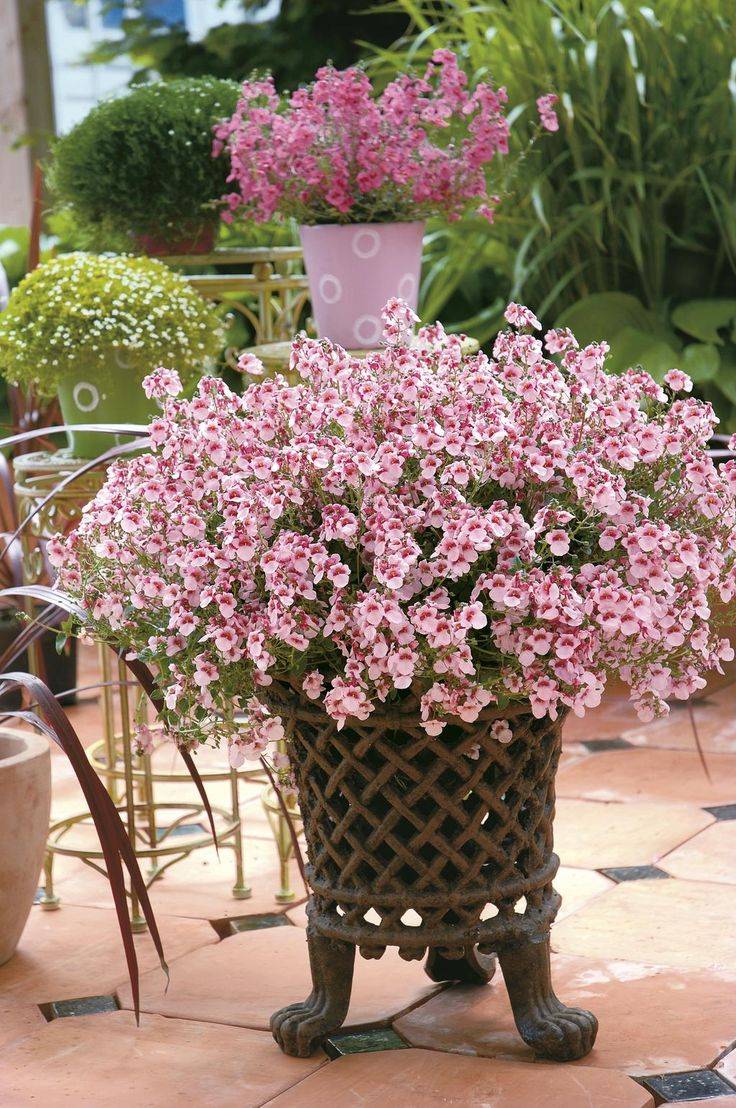 Pink Country Garden Arrangement Flower Studio