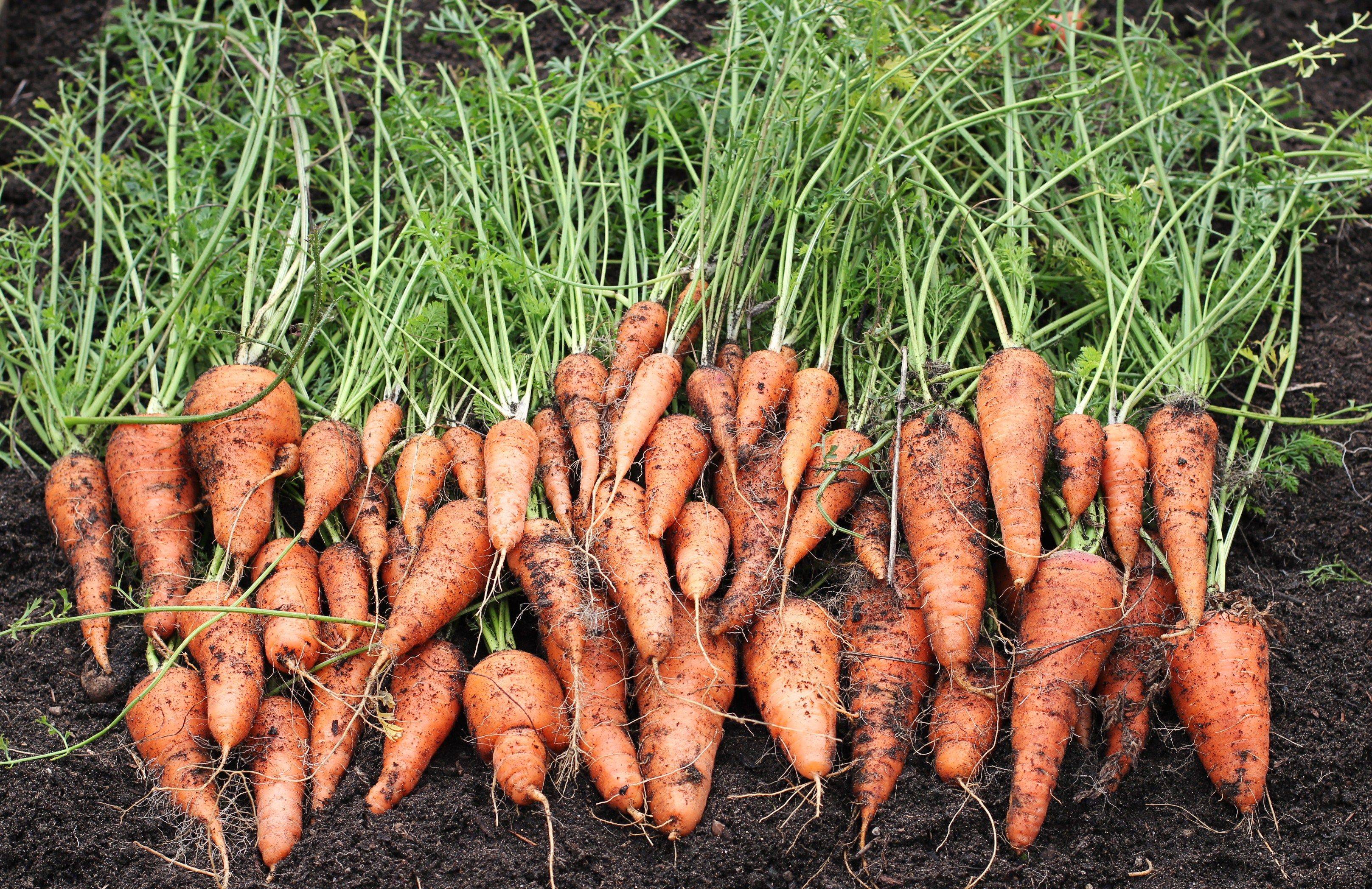Carrot Growing Tips